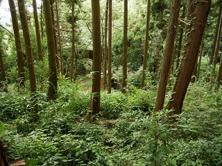 小宮曲輪から見下ろす東屋