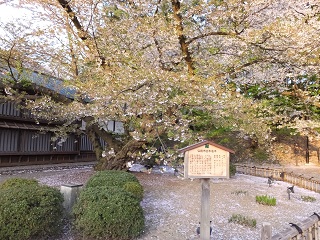 最古の染井吉野