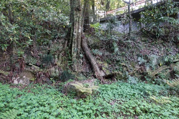 帯曲輪の石垣下部?