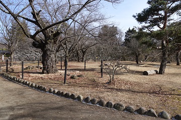 本丸石垣(馬場内から)