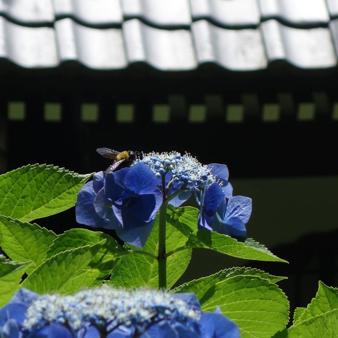 20160611_長谷寺にて