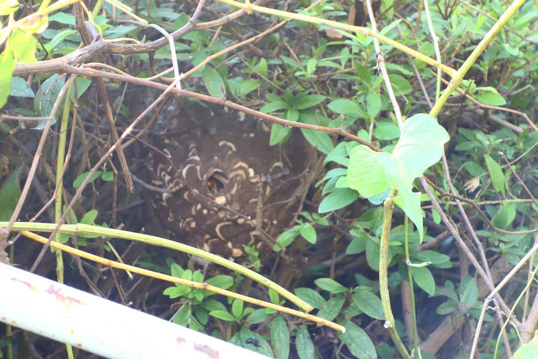 20161106_スズメ蜂の巣、(゜゜;)